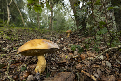 mushroom