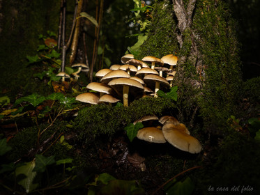 Hypholoma fasciculare