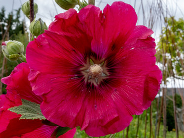 Rose trémière