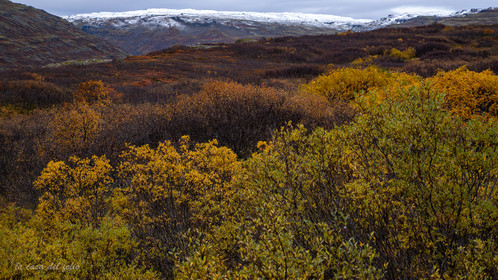 Islande
