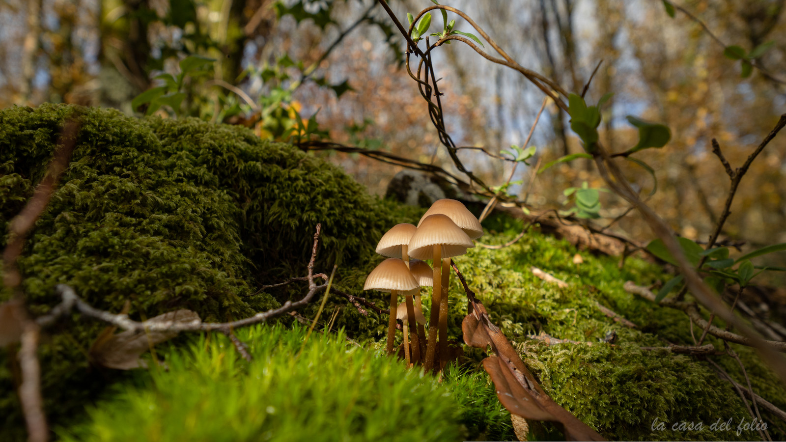 Champignon; Mushroom