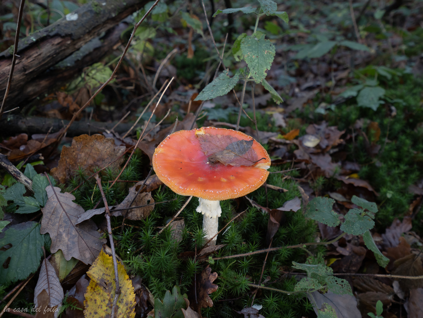Champignon; Mushroom