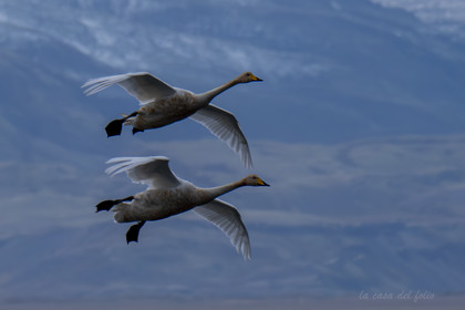 Islande Oies Sauvages