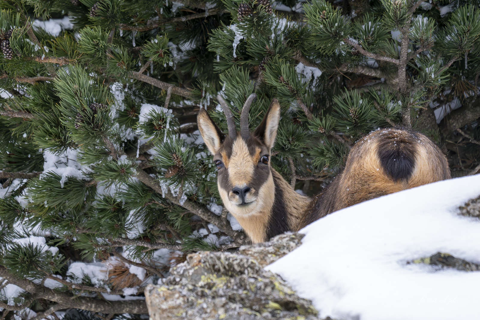 Isard des Pyrénées