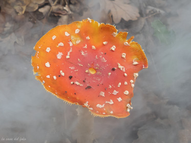 Champignon; Mushroom