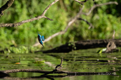 Kingfisher- Le Gesvres