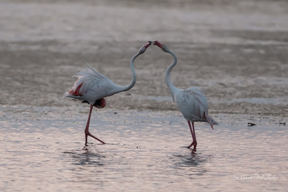Flamant rose