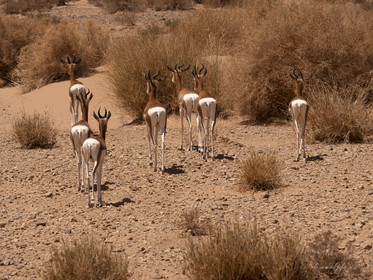 Maroc