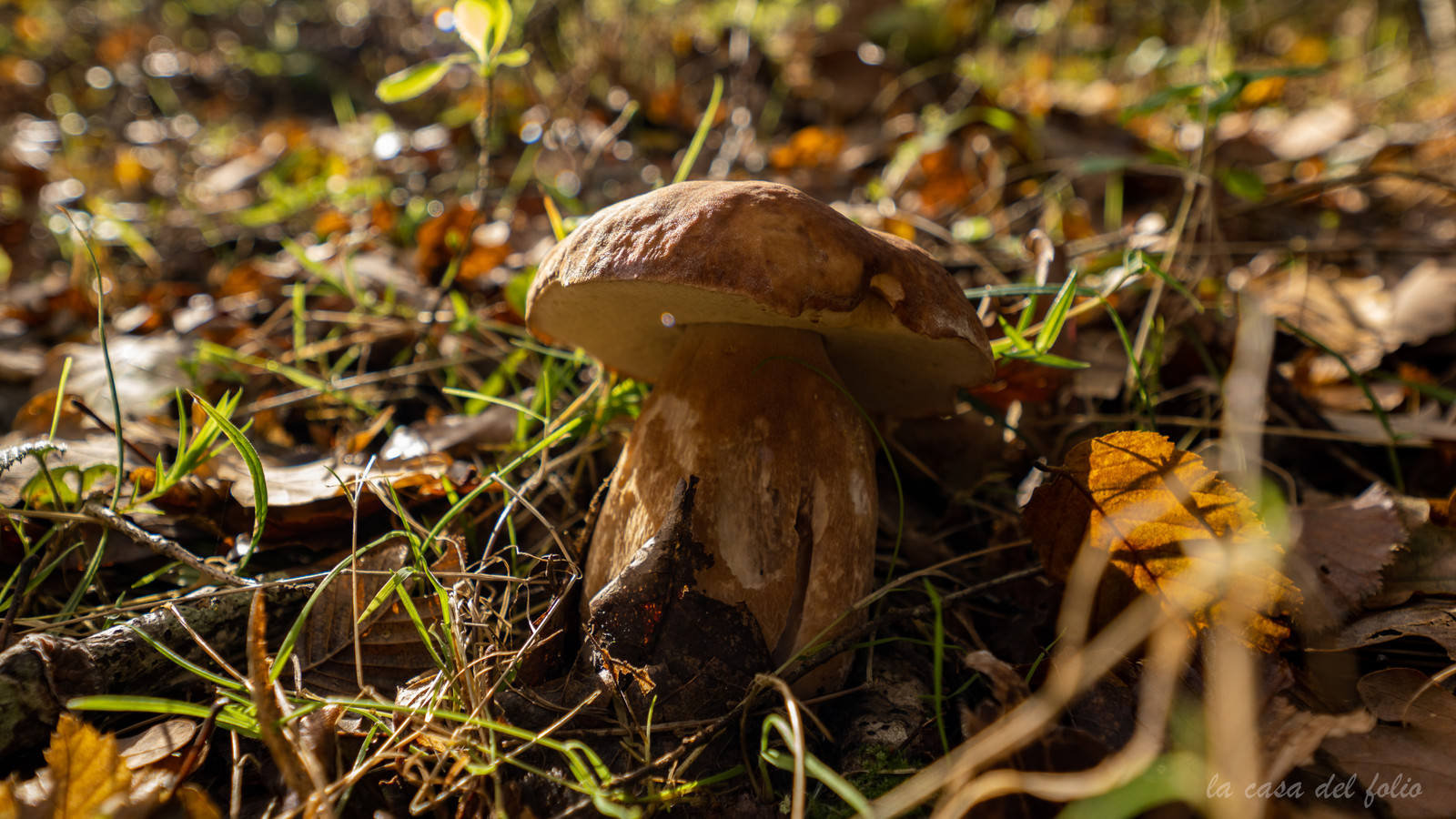 Champignon; Mushroom