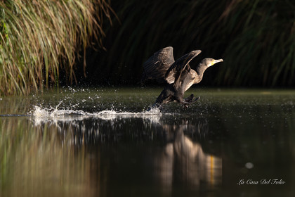 Grand cormoran