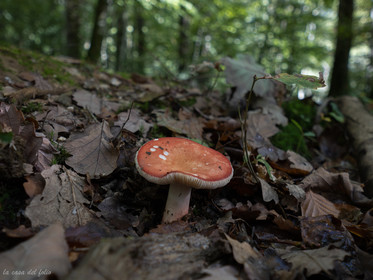 Champignon; Mushroom
