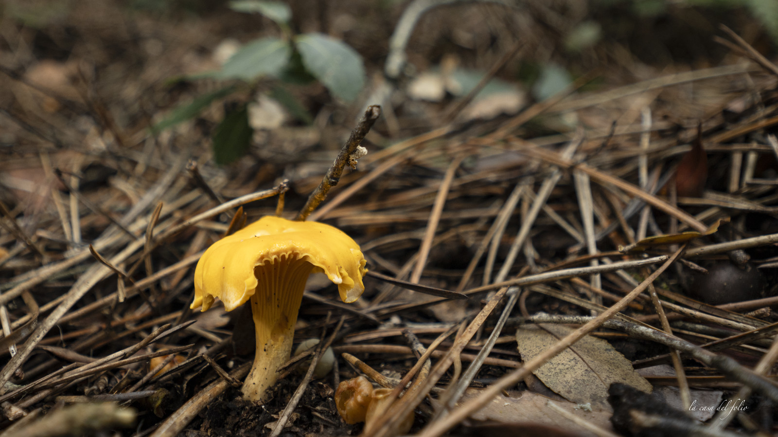 Champignon