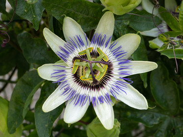 Passiflore bleue