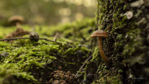 Mushroom